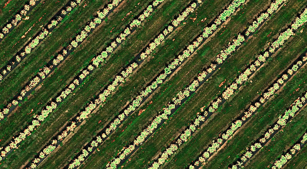 NDVI of blueberry field with Altum-PT MicaSense series camera