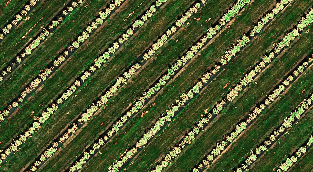 NDVI of blueberry field with Altum-PT MicaSense series camera
