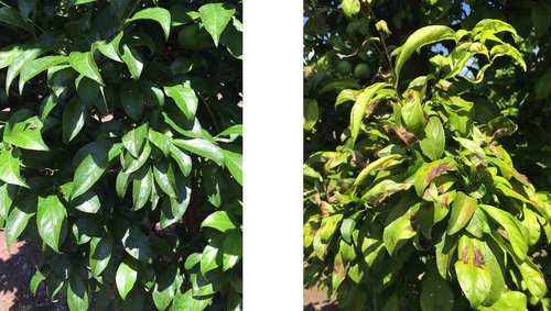 Healthy trees (left) and chlorotic trees (right) .