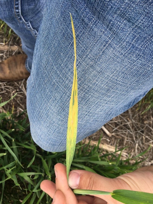 Leave affected by wheat streak mosaic