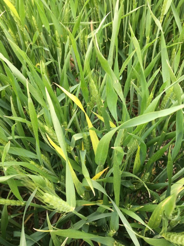 Field affected by wheat streak mosaic