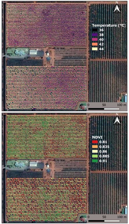 Temperature maps of the drip-irrigated cherry orchard