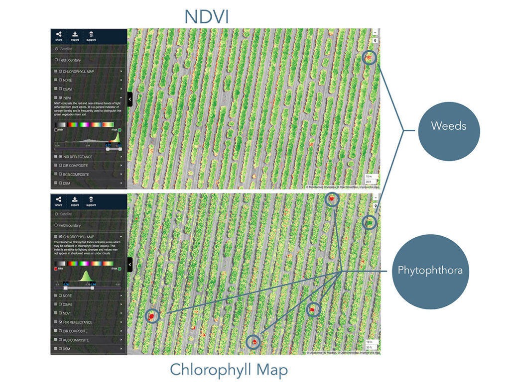 NDVI and Chlorophyll maps
