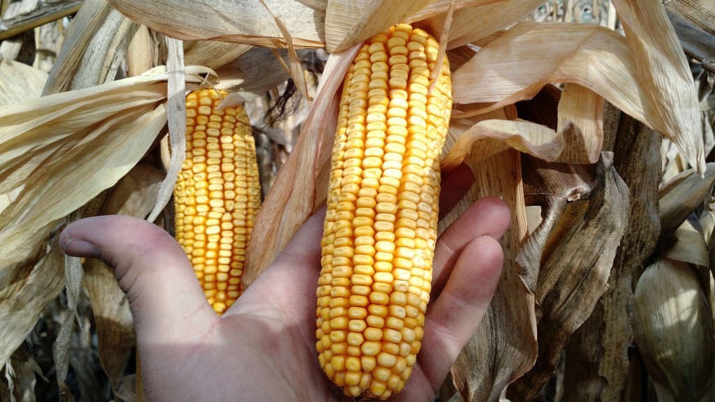 corn_nitrogen_yield